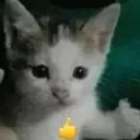 Catthumbsup catthumbsup Discord Emoji