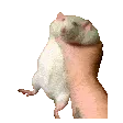 ratSHAKE ratSHAKE