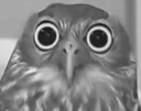 owlwoah Discord emoji
