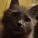loki3 loki3