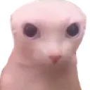 bimgus