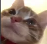 cat_peek cat_peek