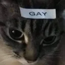 Gaycat GayCat Discord Emoji