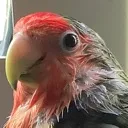 AUGHHTiki
