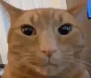 do_i_damn_a_give