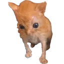 crimplydoople