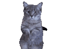 catpwease Discord Emoji