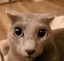 wtf
