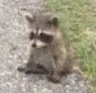 raccoon