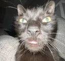 Brucat