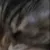 catbite