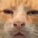 Catt catt Discord Emoji