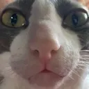 Cattt cattt Discord Emoji