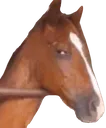 sushorse Discord Emoji