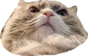 QR_WillowDisgruntled QR_WillowDisgruntled