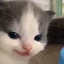 gatotravieso gatotravieso