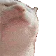 catvibe