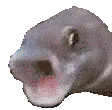 poggerfish