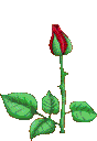 rose2