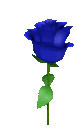 rose6