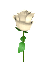 rose4