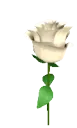 rose4