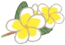 plumeriaflower