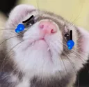 Ferretsad