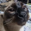 youjustgotHERBERD