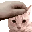 catpet