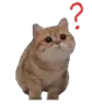 questioncat