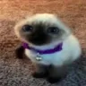 gatopelon
