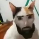 HZ_ChadCat HZ_ChadCat