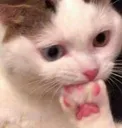 Cateatingpaw