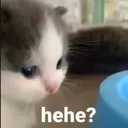 pmmcatconfusion Discord Emoji