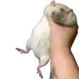 lennicGrab