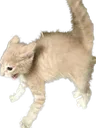 reeeeeeeeeeeeooooowww