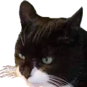 pissycat Discord Emoji