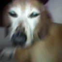 doggozoom