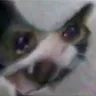 cat_AAAA