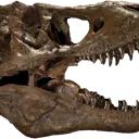 goofyahhskull3 Discord Emoji