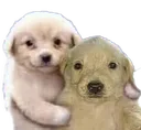 Dog_panas