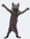 dancingcat dancingcat