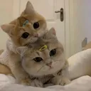 hugs