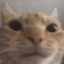 z_catcatcatcat
