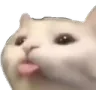 meow meow