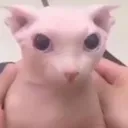 bingus bingus