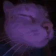 catjam