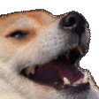 dogekek2k Discord Emoji