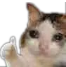 nicecat